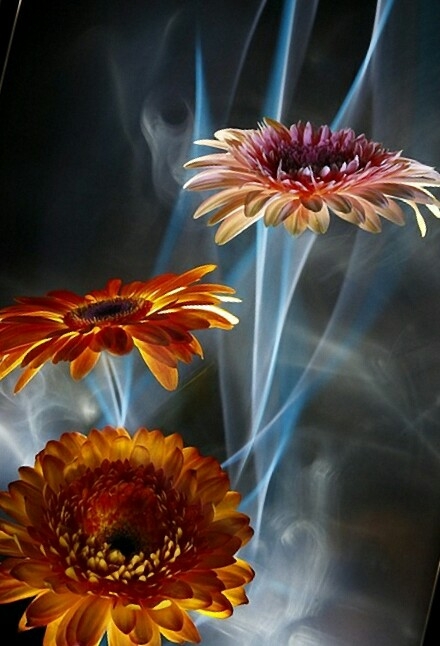 gerbera