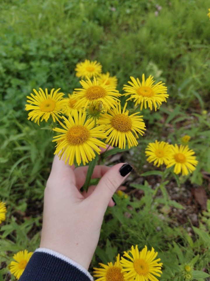yellow