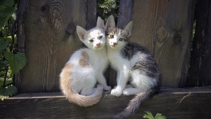 Kat's