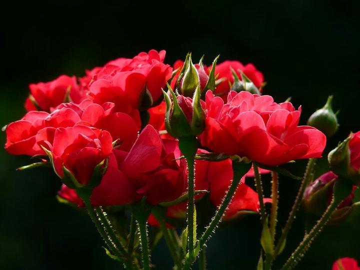 rose ..