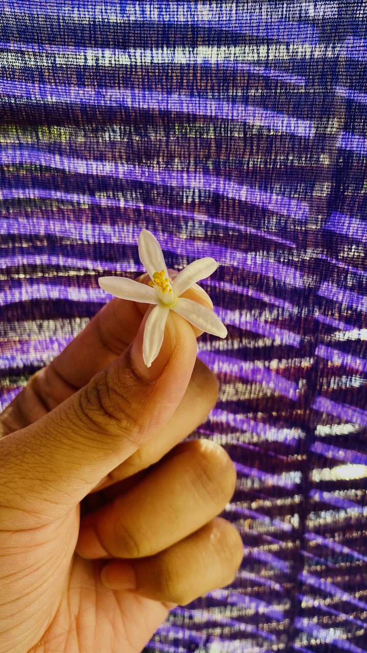 Jasmine