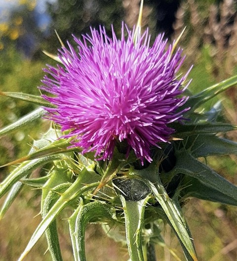 carthamus, Thistle háttérképek