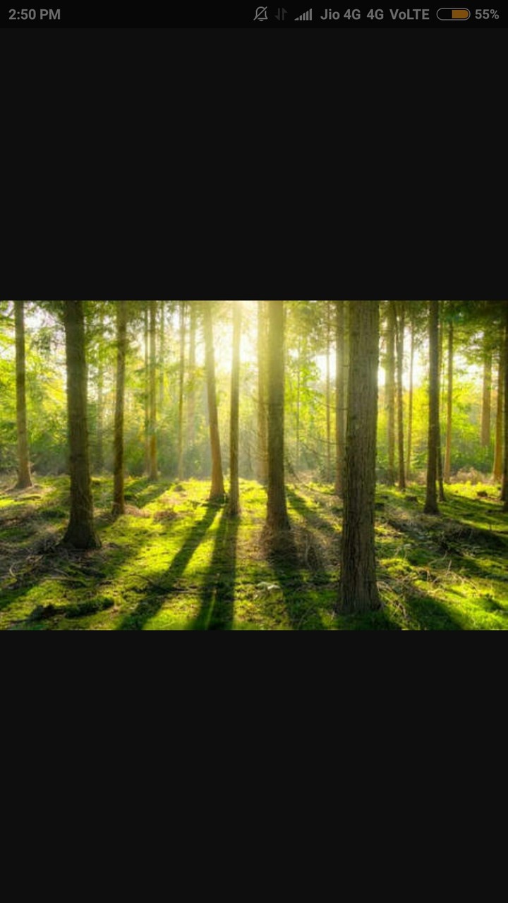forest