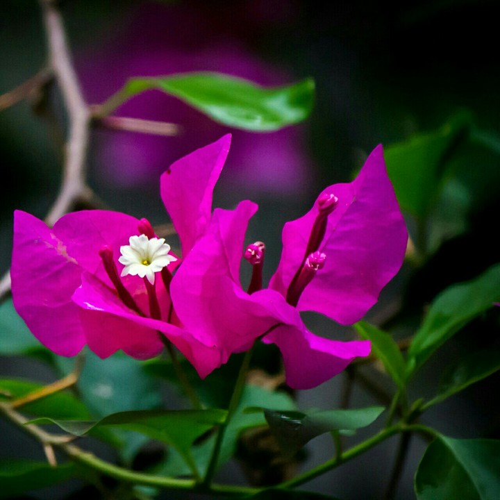 Bougainvillea