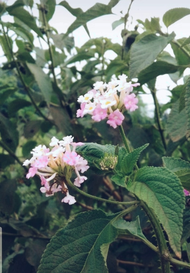 nature ❤️