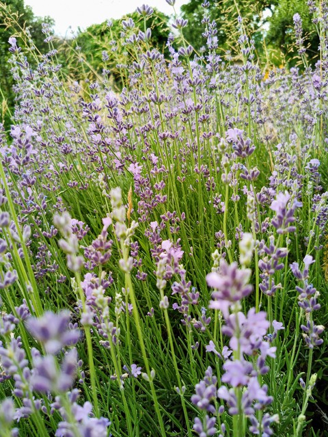 lavender