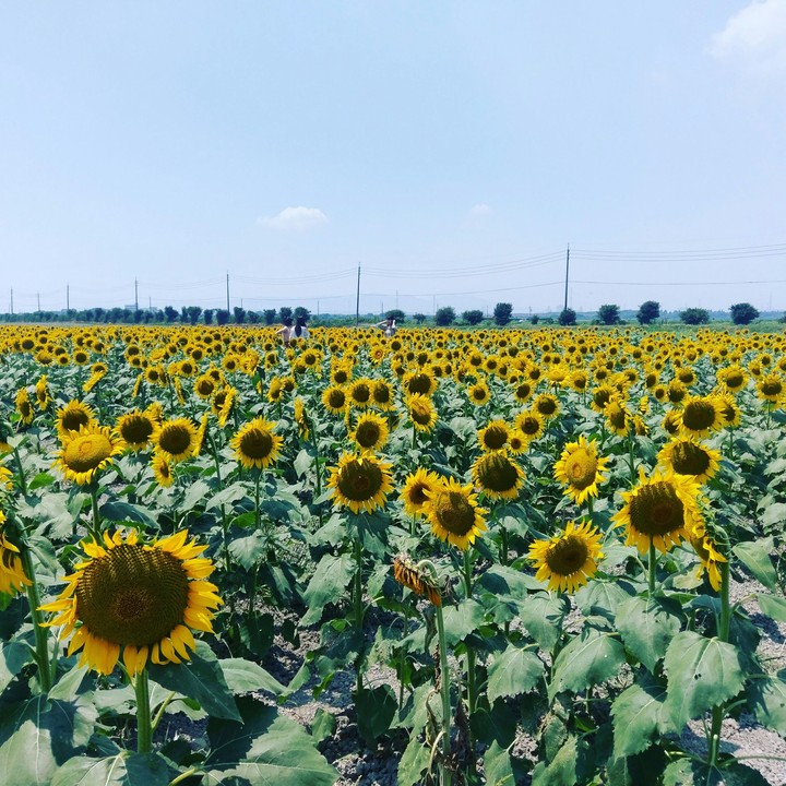 sunflower
