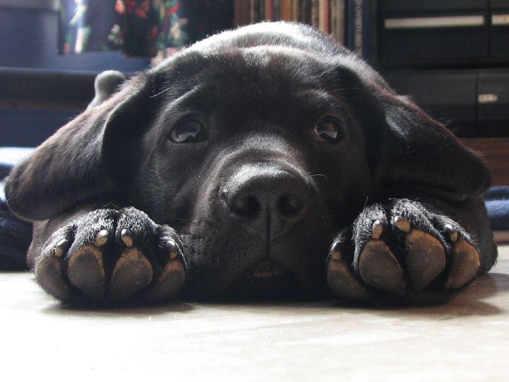 Labrador ♥️