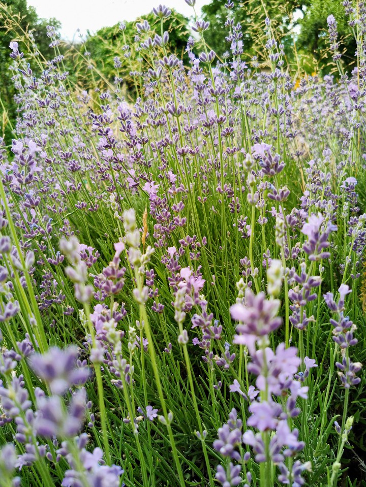 lavender