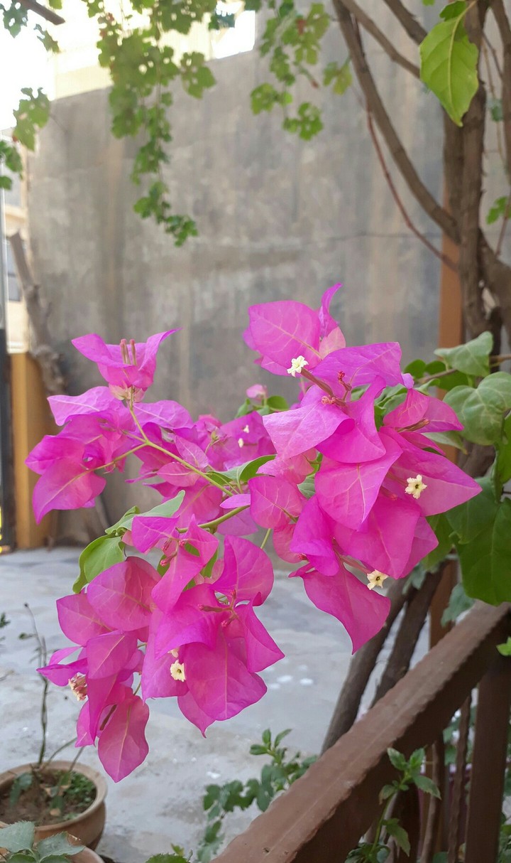 #pink #flower #at #grandmother #garden