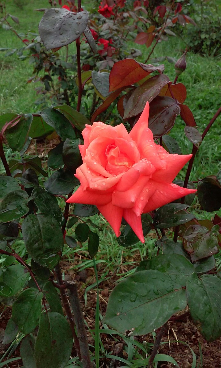Rose