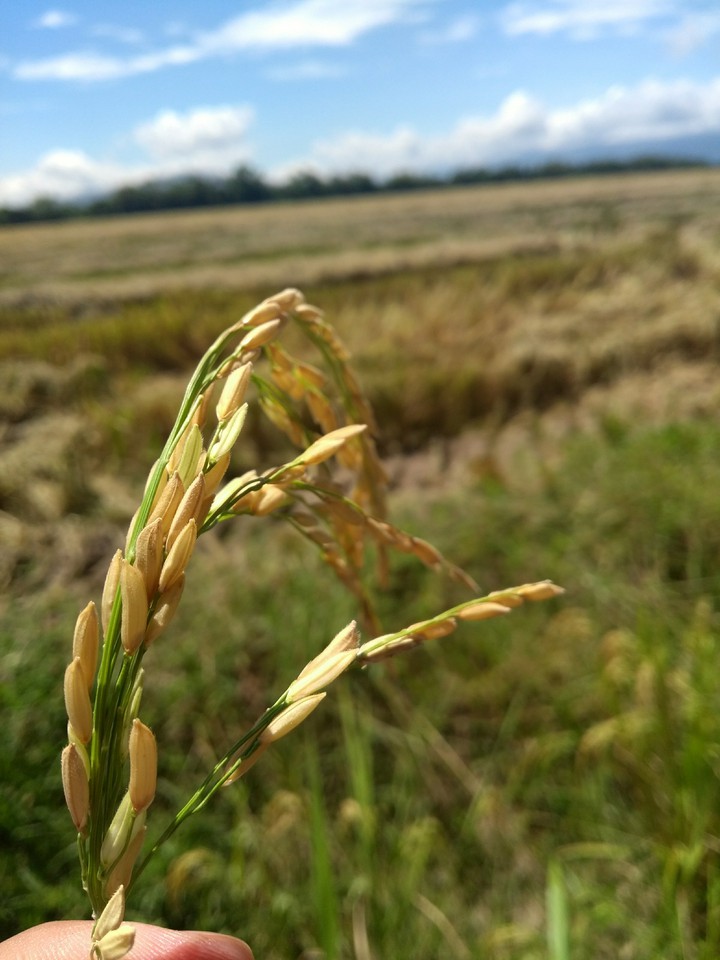 Espiga de arroz.