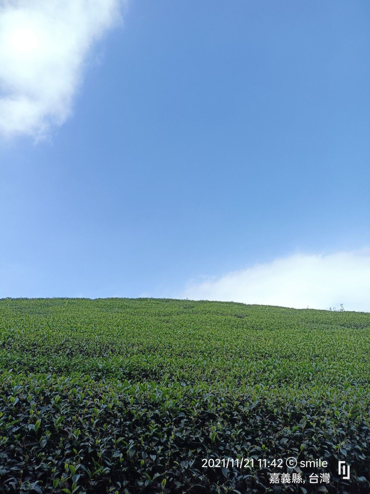 茶葉山坡