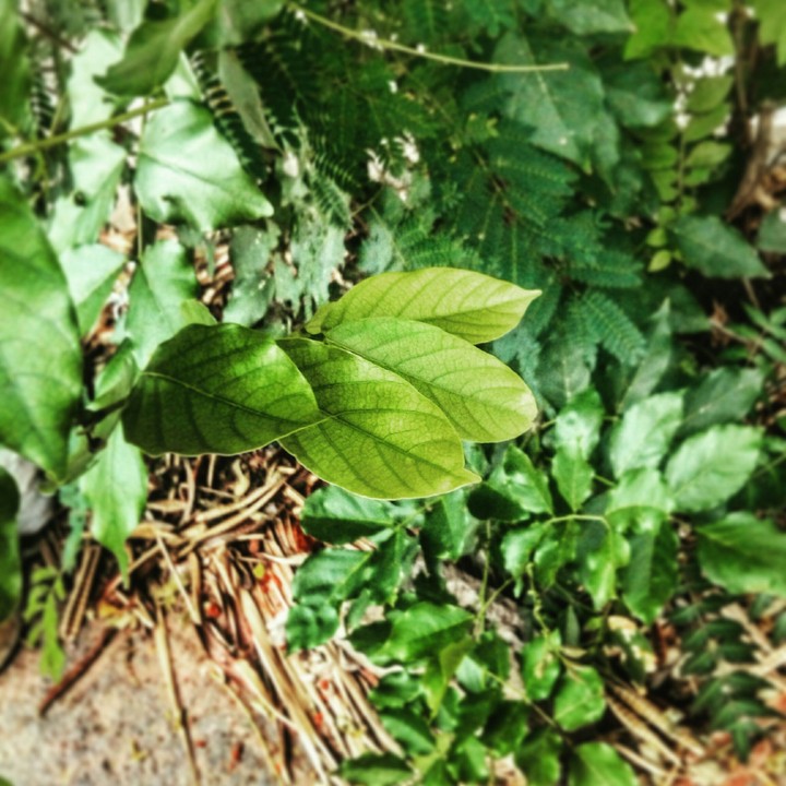 Greeny