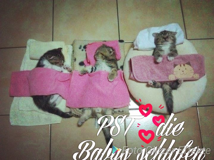 schlafende Katzenbabys