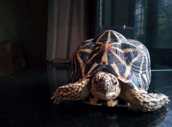 start tortoise