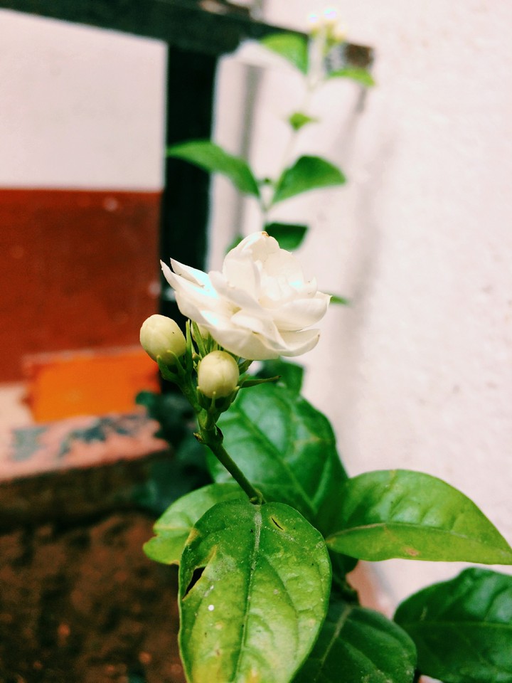 Jasmine