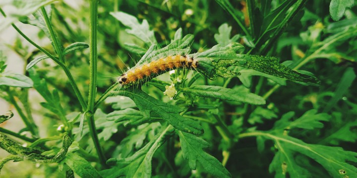 nature