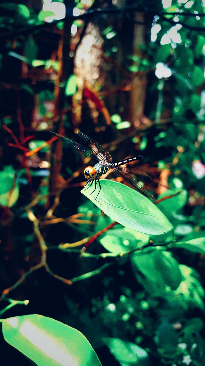 Life in the Garden