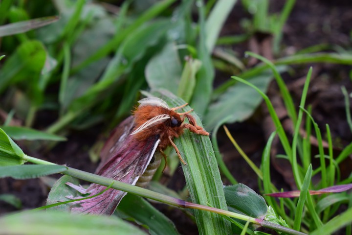 monarka