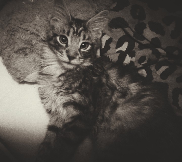 Binkie