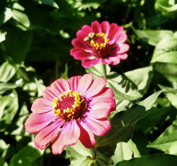 Zinnias