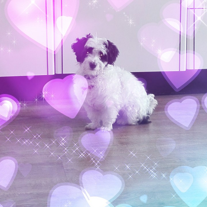 sweet dog