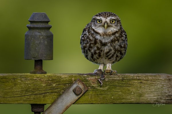 owl