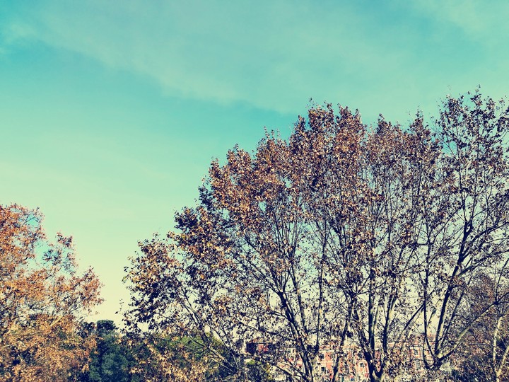 #foliage #autumn