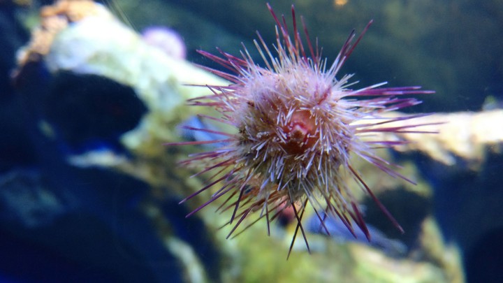 sea life