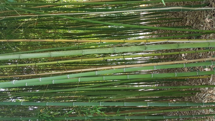 bamboo