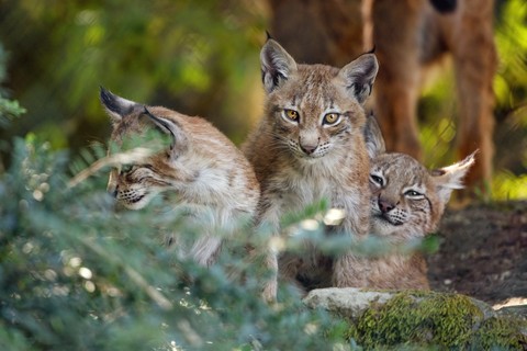 snout, wildlife wallpapers
