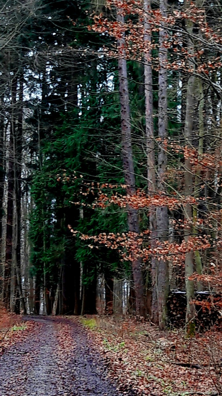 beautiful firs
