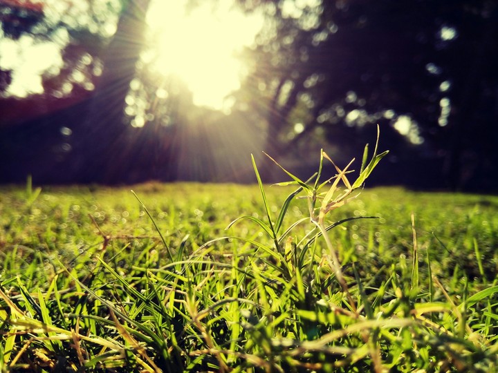 Green Grass