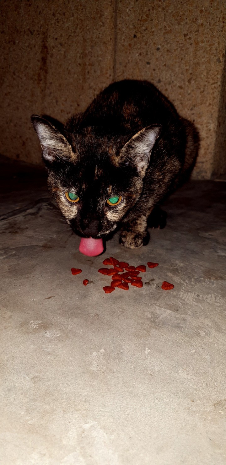 Tiger Cat