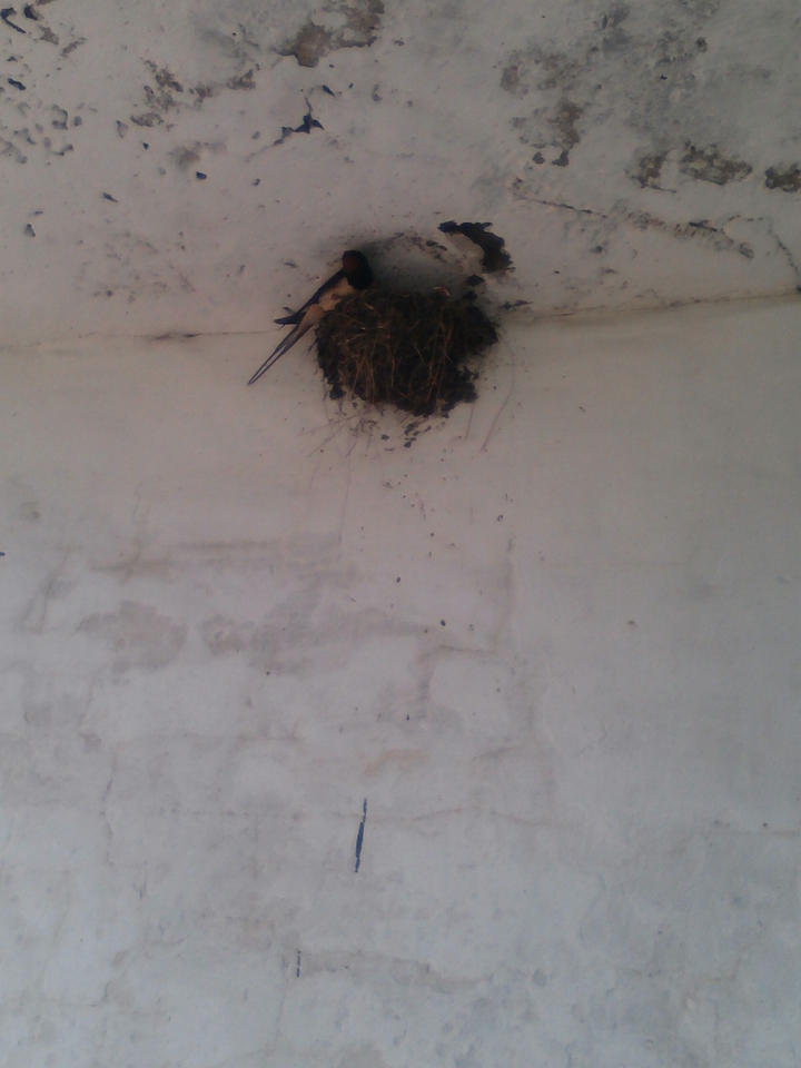 bird