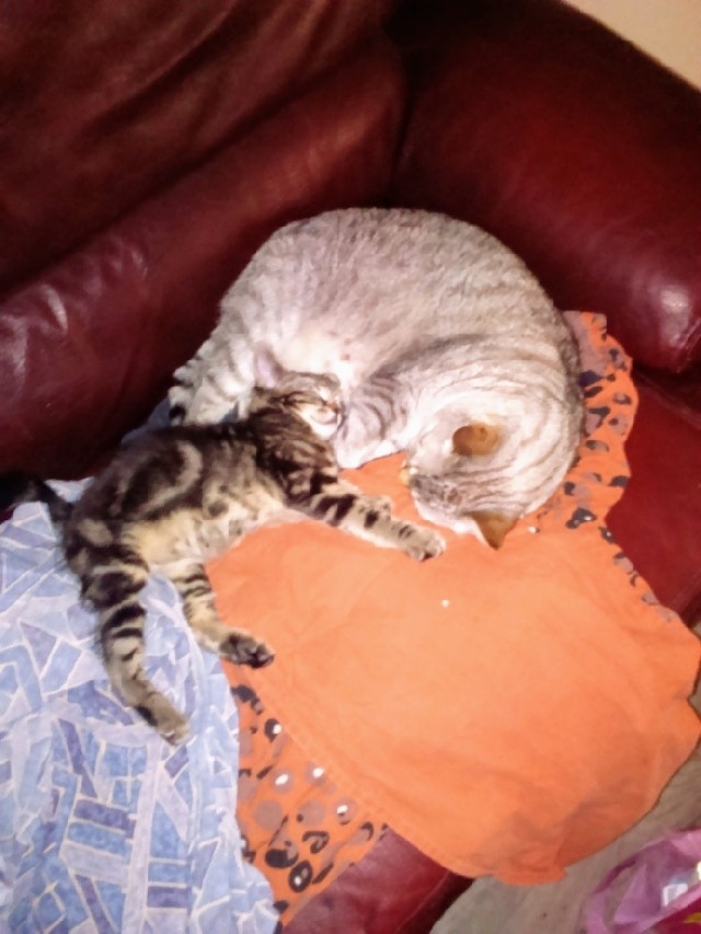 mon petit bébé et sa maman adoptive