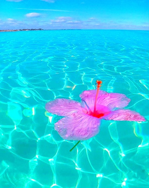 ταπετσαρίες flower, nature