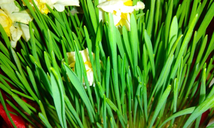 semeni novruz)