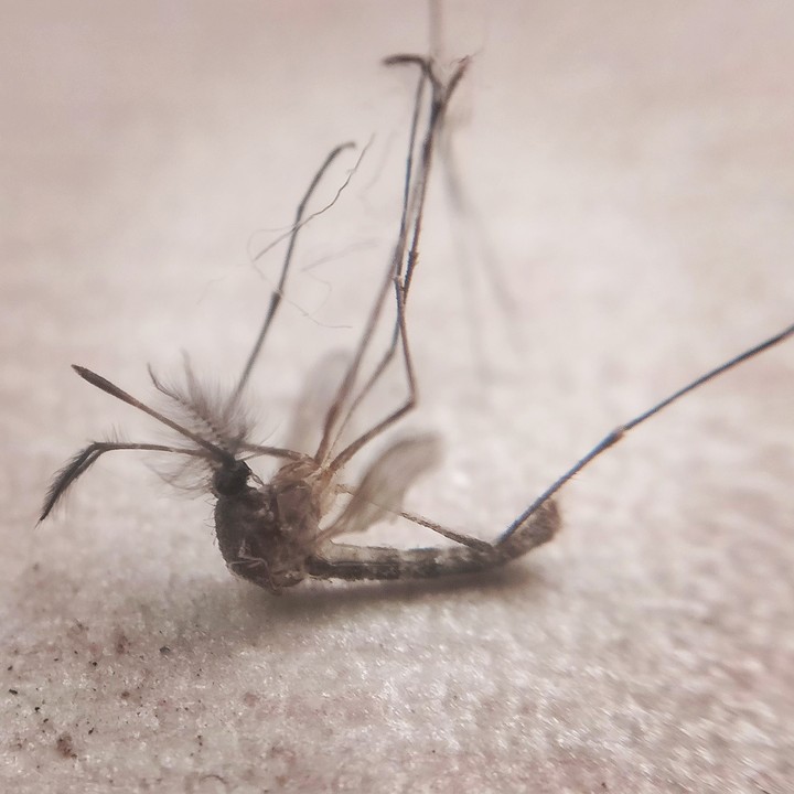 Insect#killer#desies