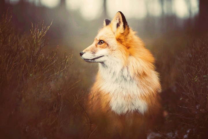 fox