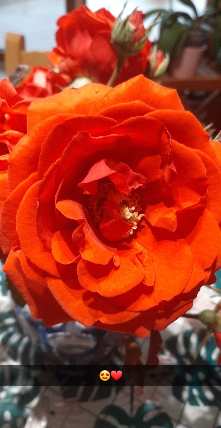Rose ?