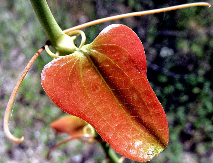 green briar leaf