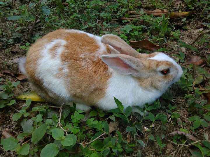 Cute Rabbit