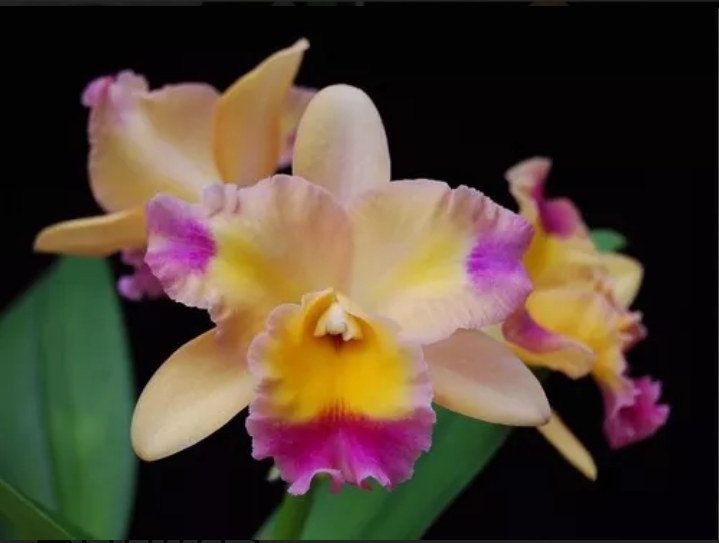 orquídea