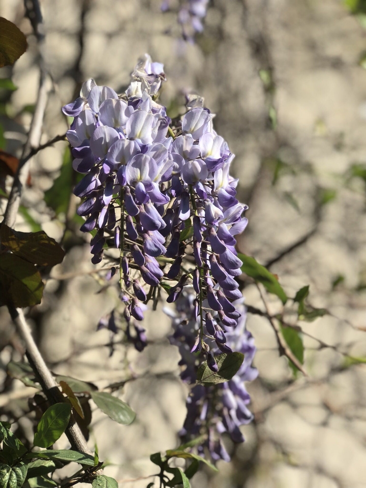 purple plant