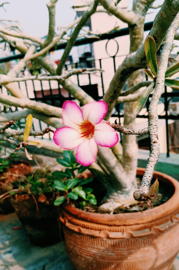 The little only flower