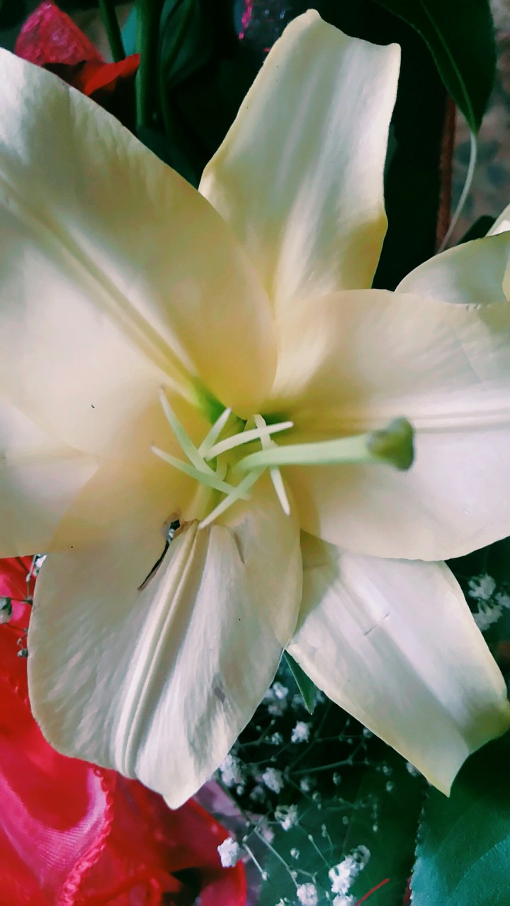 flower