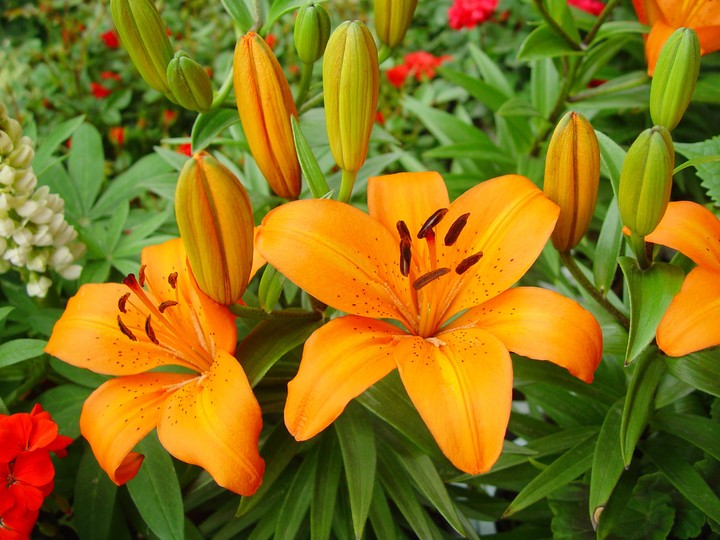 Flower