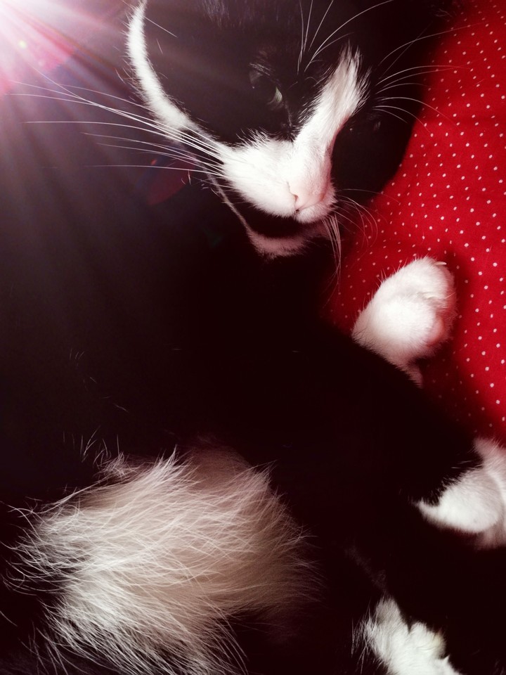 Relaxed Cat